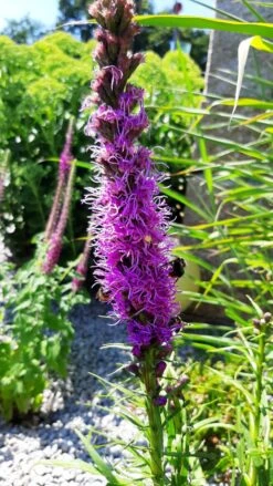 Ährige Prachtscharte 'Kobold' -Günstiges Garten Zart Geschäft aehrige prachtscharte kobold m012435 193676 0