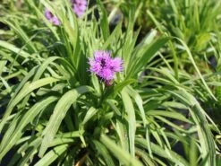 Ährige Prachtscharte 'Kobold' -Günstiges Garten Zart Geschäft aehrige prachtscharte kobold m012435 w 1