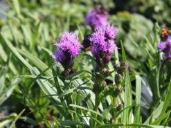 Ährige Prachtscharte 'Kobold' -Günstiges Garten Zart Geschäft aehrige prachtscharte kobold m012435 w 2