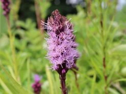 Ährige Prachtscharte 'Kobold' -Günstiges Garten Zart Geschäft aehrige prachtscharte kobold m012435 w 4