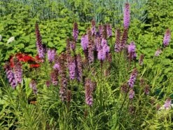 Ährige Prachtscharte 'Kobold' -Günstiges Garten Zart Geschäft aehrige prachtscharte kobold m012435 w 5