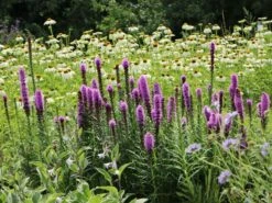 Ährige Prachtscharte 'Kobold' -Günstiges Garten Zart Geschäft aehrige prachtscharte kobold m012435 w 6