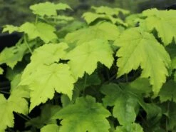 Ahornblättrige Silberkerze 'Cheju-do'