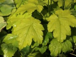 Ahornblättrige Silberkerze 'Cheju-do' 9 Ahornblättrige Silberkerze 'Cheju-do' -Günstiges Garten Zart Geschäft ahornblaettrige silberkerze cheju do m102064 w 0