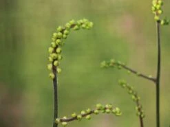 Ahornblättrige Silberkerze 'Cheju-do' 11 Ahornblättrige Silberkerze 'Cheju-do' -Günstiges Garten Zart Geschäft ahornblaettrige silberkerze cheju do m102064 w 1