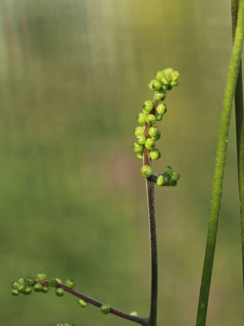 Ahornblättrige Silberkerze 'Cheju-do' 6 Ahornblättrige Silberkerze 'Cheju-do' – Bild 4