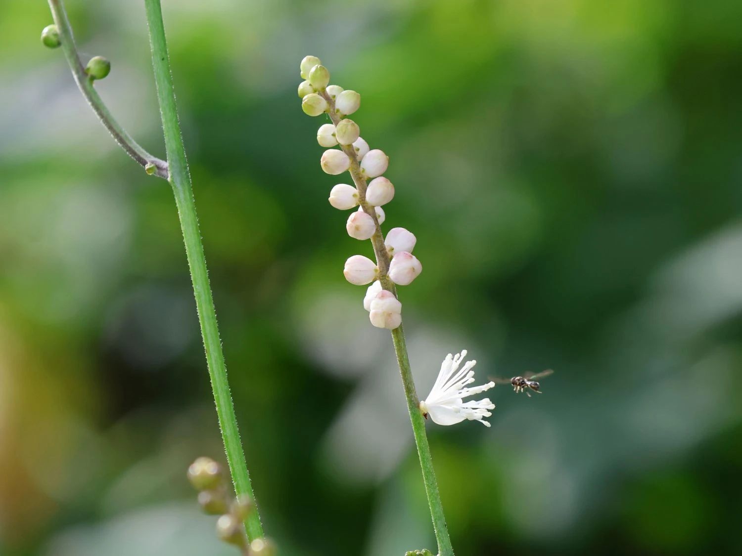 Ahornblättrige Silberkerze 'Cheju-do' 4 Ahornblättrige Silberkerze 'Cheju-do' – Bild 2