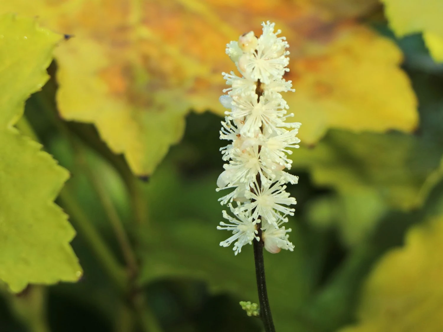 Ahornblättrige Silberkerze 'Compacta' 4 Ahornblättrige Silberkerze 'Compacta' – Bild 2