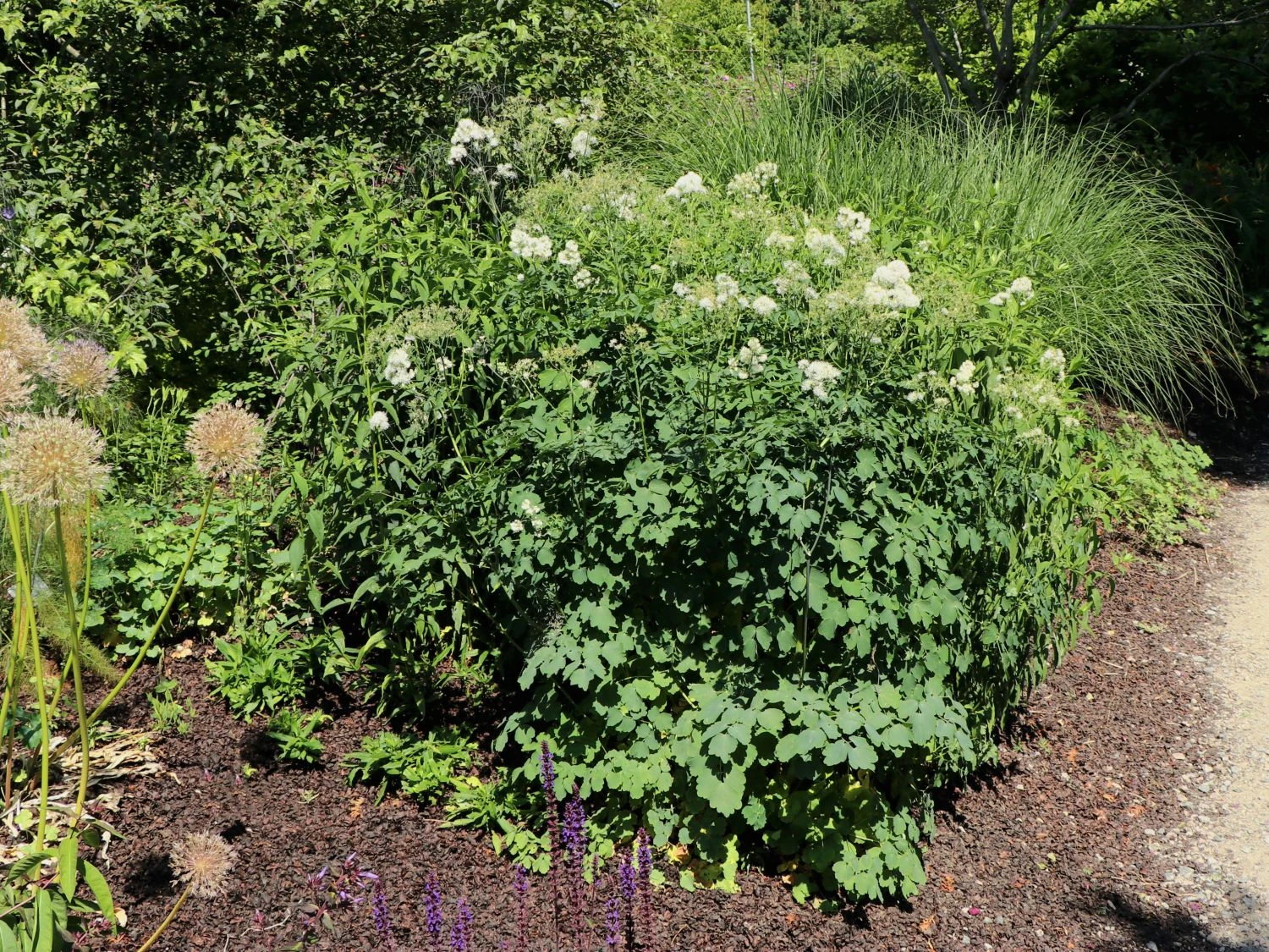 Akeleiblättrige Wiesenraute 'Album' 3 Akeleiblättrige Wiesenraute 'Album'