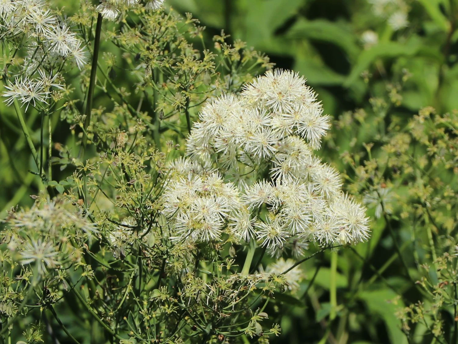 Akeleiblättrige Wiesenraute 'Album' 8 Akeleiblättrige Wiesenraute 'Album' – Bild 6