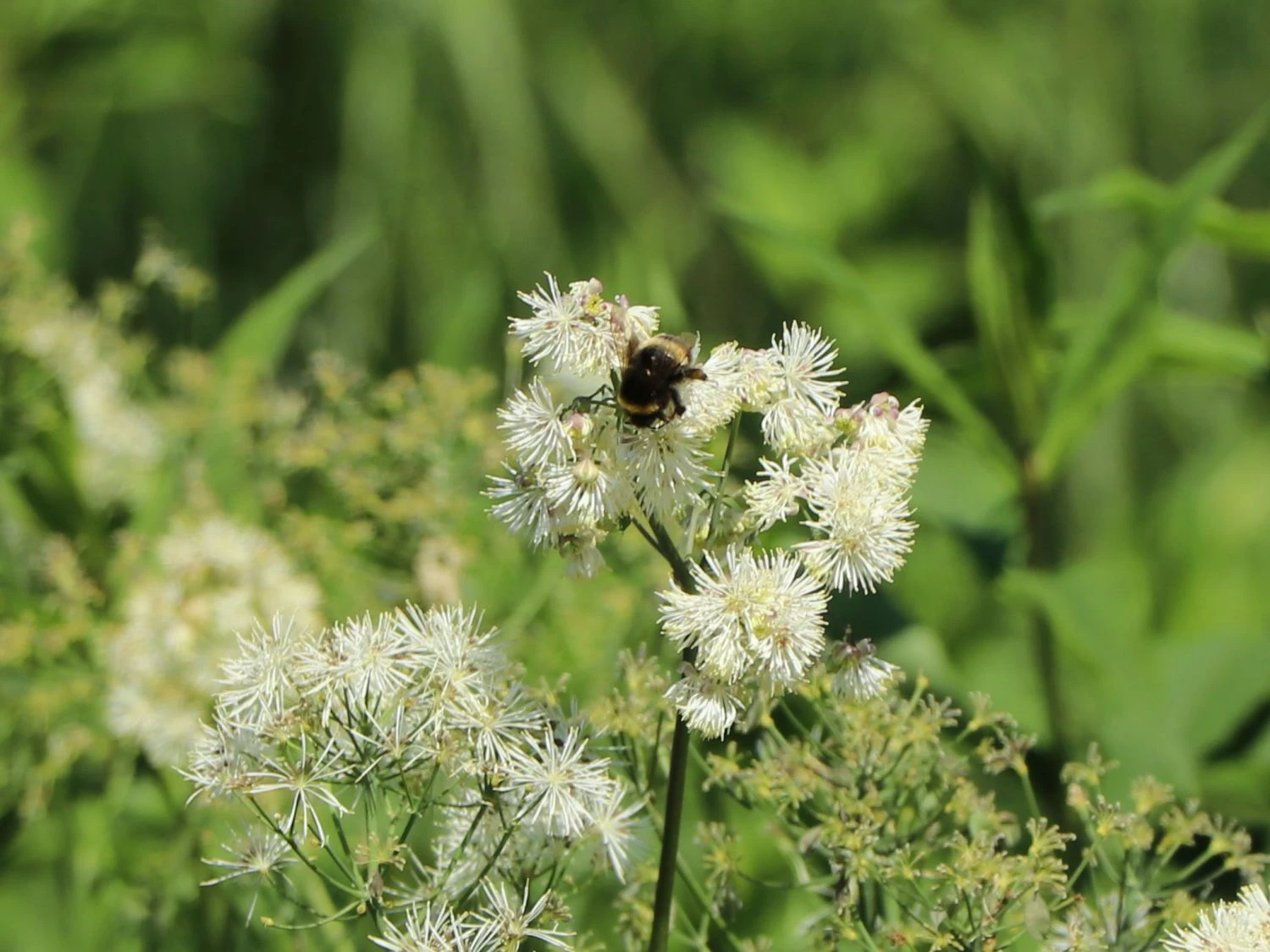 Akeleiblättrige Wiesenraute 'Album' 7 Akeleiblättrige Wiesenraute 'Album' – Bild 5