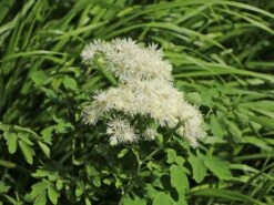 Akeleiblättrige Wiesenraute 'Album' 15 Akeleiblättrige Wiesenraute 'Album' -Günstiges Garten Zart Geschäft akeleiblaettrige wiesenraute album m045321 w 2