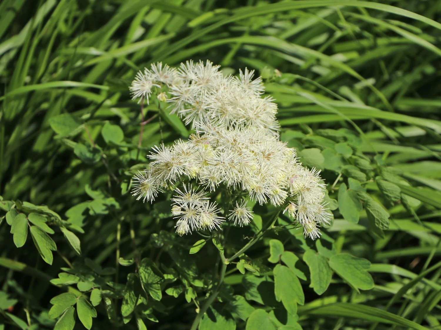 Akeleiblättrige Wiesenraute 'Album' 9 Akeleiblättrige Wiesenraute 'Album' – Bild 7