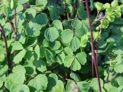 Akeleiblättrige Wiesenraute 'Little Pinkie' -Günstiges Garten Zart Geschäft akeleiblaettrige wiesenraute little pinkie m117796 w 2