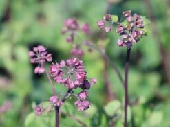Akeleiblättrige Wiesenraute 'Little Pinkie' -Günstiges Garten Zart Geschäft akeleiblaettrige wiesenraute little pinkie m117796 w 4