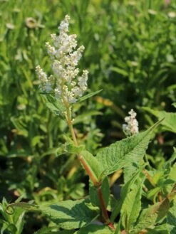 Alpenknöterich -Günstiges Garten Zart Geschäft alpenknoeterich m076654 w 1