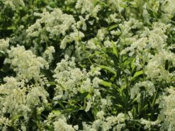 Alpenknöterich -Günstiges Garten Zart Geschäft alpenknoeterich m076654 w 4