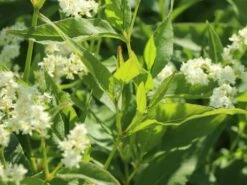 Alpenknöterich -Günstiges Garten Zart Geschäft alpenknoeterich m076654 w 5