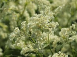 Alpenknöterich -Günstiges Garten Zart Geschäft alpenknoeterich m076654 w 6