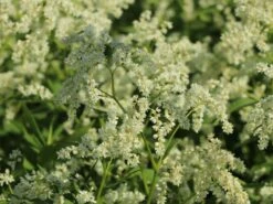 Alpenknöterich -Günstiges Garten Zart Geschäft alpenknoeterich m076654 w 7