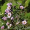 Amethyst-Aster 'Kylie' -Günstiges Garten Zart Geschäft amethyst aster kylie m102032 h 0