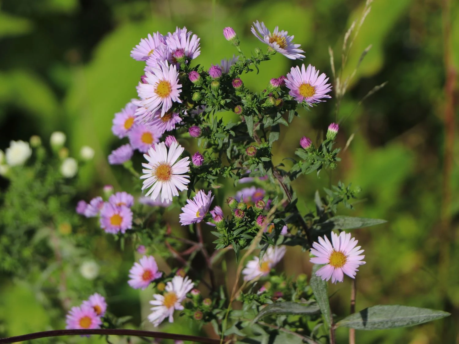 Amethyst-Aster 'Kylie' 3 Amethyst-Aster 'Kylie'