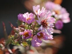 Amethyst-Aster 'Kylie' 9 Amethyst-Aster 'Kylie' -Günstiges Garten Zart Geschäft amethyst aster kylie m102032 w 1
