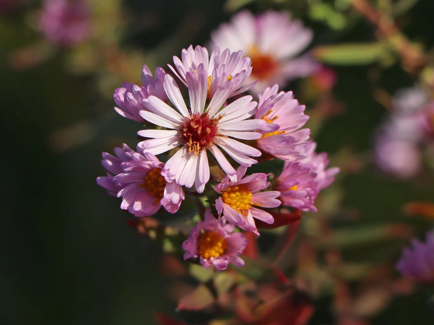 Amethyst-Aster 'Kylie' 7 Amethyst-Aster 'Kylie' – Bild 5