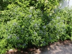 Amsonie / Röhrenstern -Günstiges Garten Zart Geschäft amsonie roehrenstern m044570 w 0