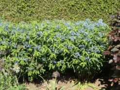 Amsonie / Röhrenstern -Günstiges Garten Zart Geschäft amsonie roehrenstern m044570 w 2