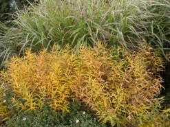 Amsonie / Röhrenstern -Günstiges Garten Zart Geschäft amsonie roehrenstern m044570 w 3