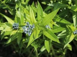 Amsonie / Röhrenstern -Günstiges Garten Zart Geschäft amsonie roehrenstern m044570 w 4