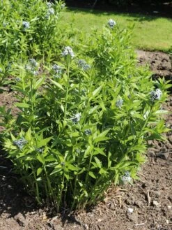 Amsonie / Röhrenstern -Günstiges Garten Zart Geschäft amsonie roehrenstern m044570 w 5