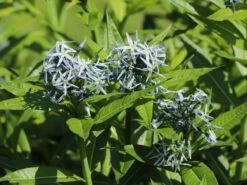 Amsonie / Röhrenstern -Günstiges Garten Zart Geschäft amsonie roehrenstern m044570 w 6