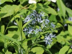 Amsonie / Röhrenstern -Günstiges Garten Zart Geschäft amsonie roehrenstern m044570 w 7