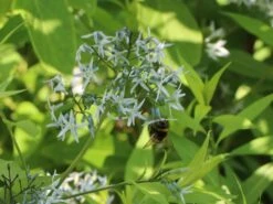 Amsonie / Röhrenstern -Günstiges Garten Zart Geschäft amsonie roehrenstern m044570 w 8