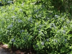 Amsonie / Röhrenstern -Günstiges Garten Zart Geschäft amsonie roehrenstern m044570 w 9