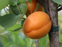 Aprikose 'Säulenaprikose' -Günstiges Garten Zart Geschäft aprikose saeulenaprikose m051320 w 0