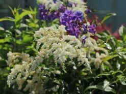 Arends Prachtspiere 'Astary White' ®