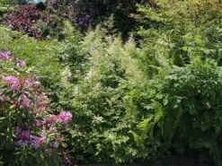 Arends Prachtspiere 'Brautschleier' 10 Arends Prachtspiere 'Brautschleier' -Günstiges Garten Zart Geschäft arends prachtspiere brautschleier m001582 w 0