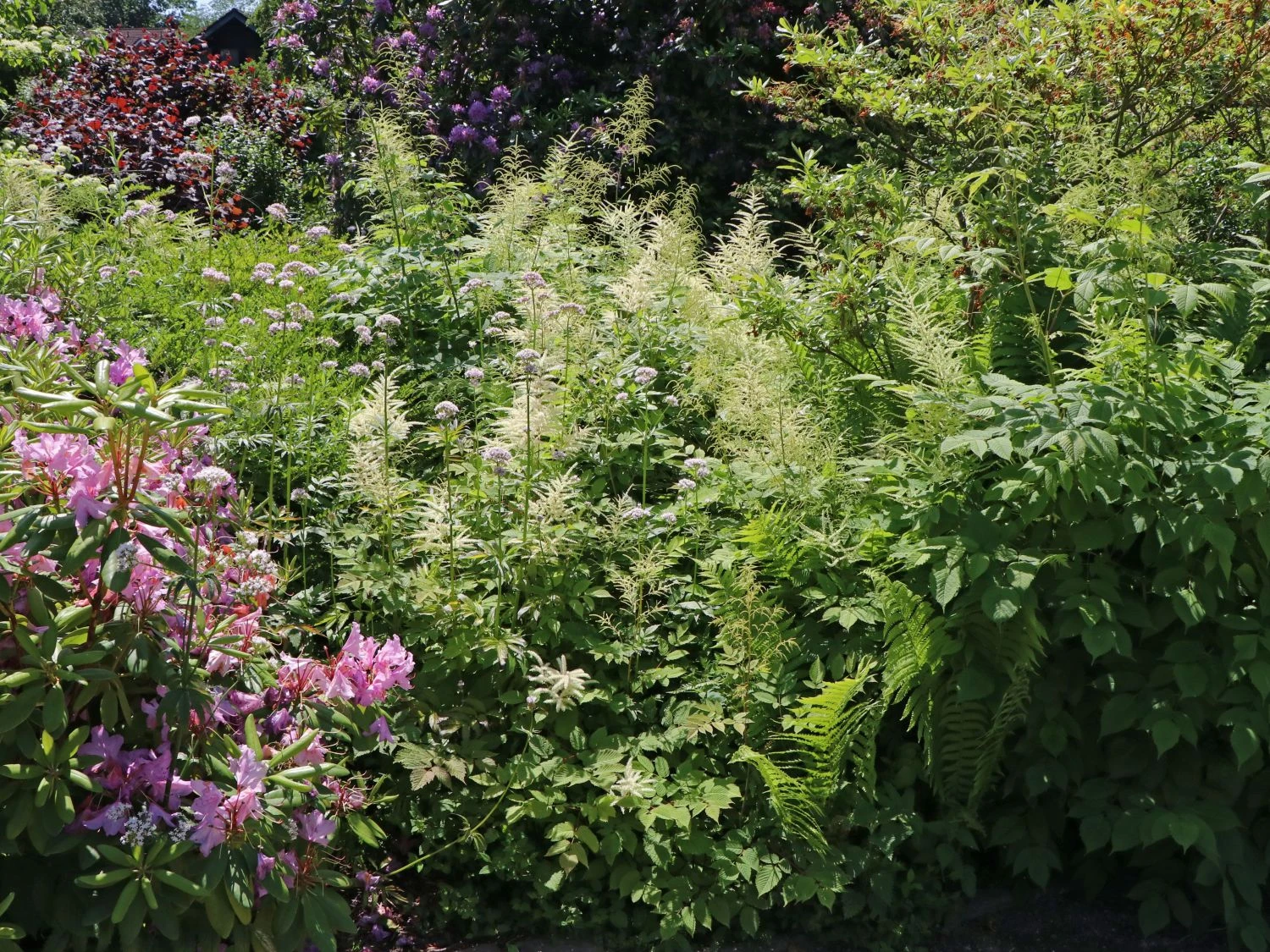 Arends Prachtspiere 'Brautschleier' 5 Arends Prachtspiere 'Brautschleier' – Bild 3