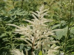 Arends Prachtspiere 'Brautschleier' 13 Arends Prachtspiere 'Brautschleier' -Günstiges Garten Zart Geschäft arends prachtspiere brautschleier m001582 w 1