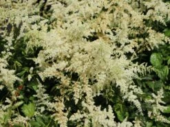 Arends Prachtspiere 'Brautschleier' 11 Arends Prachtspiere 'Brautschleier' -Günstiges Garten Zart Geschäft arends prachtspiere brautschleier m001582 w 2