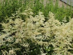 Arends Prachtspiere 'Brautschleier' 12 Arends Prachtspiere 'Brautschleier' -Günstiges Garten Zart Geschäft arends prachtspiere brautschleier m001582 w 4