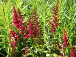 Arends Prachtspiere 'Fanal' -Günstiges Garten Zart Geschäft arends prachtspiere fanal m001583 w 10