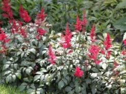 Arends Prachtspiere 'Fanal' -Günstiges Garten Zart Geschäft arends prachtspiere fanal m001583 w 2