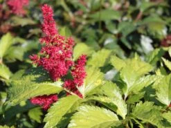 Arends Prachtspiere 'Fanal' -Günstiges Garten Zart Geschäft arends prachtspiere fanal m001583 w 3