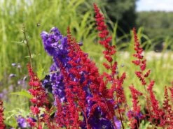 Arends Prachtspiere 'Fanal' -Günstiges Garten Zart Geschäft arends prachtspiere fanal m001583 w 4