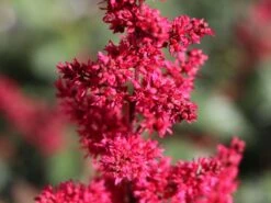 Arends Prachtspiere 'Fanal' -Günstiges Garten Zart Geschäft arends prachtspiere fanal m001583 w 6