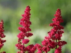 Arends Prachtspiere 'Fanal' -Günstiges Garten Zart Geschäft arends prachtspiere fanal m001583 w 7